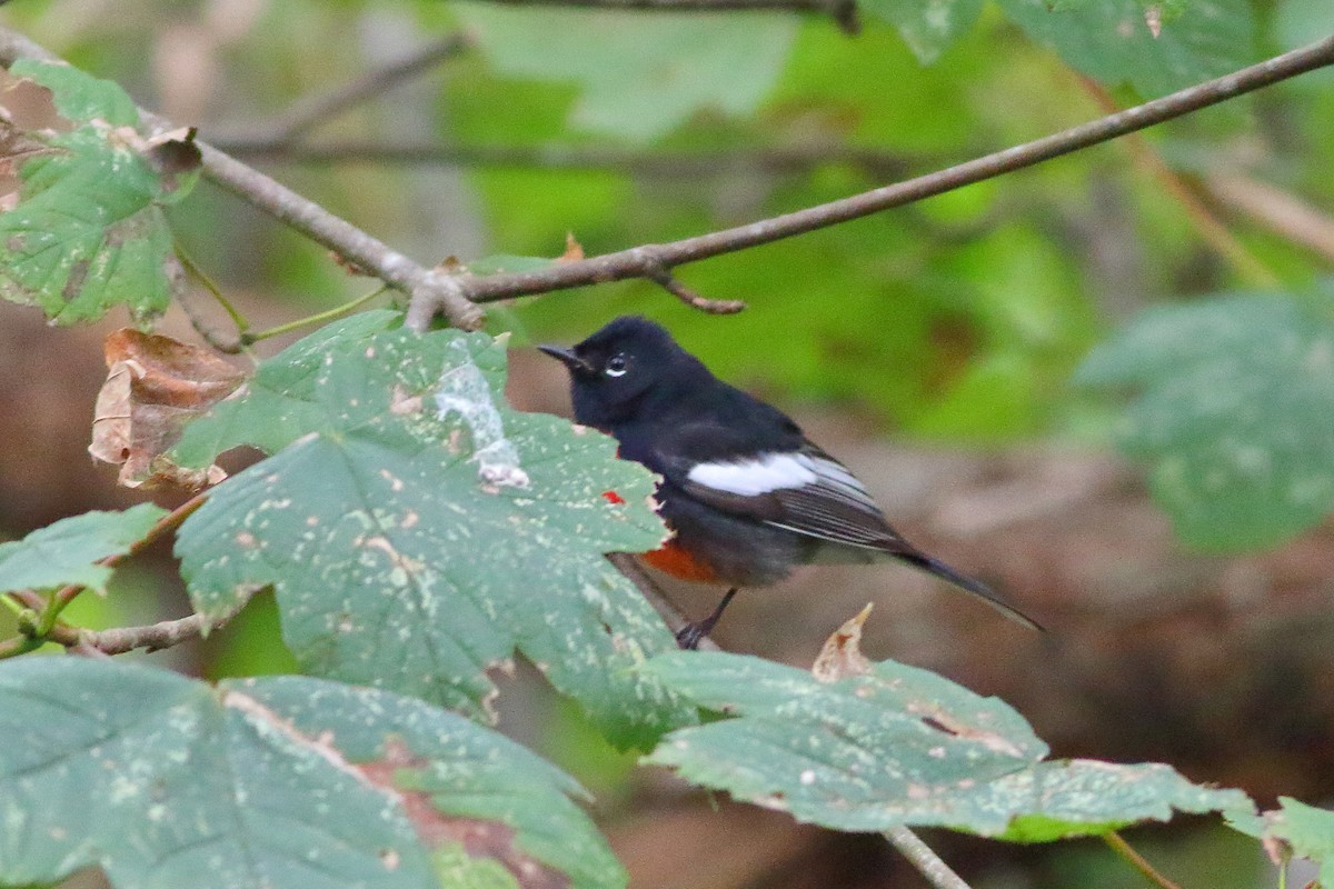 Painted Redstart - ML118953621