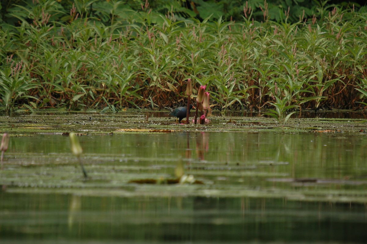 Purple Gallinule - ML118956701