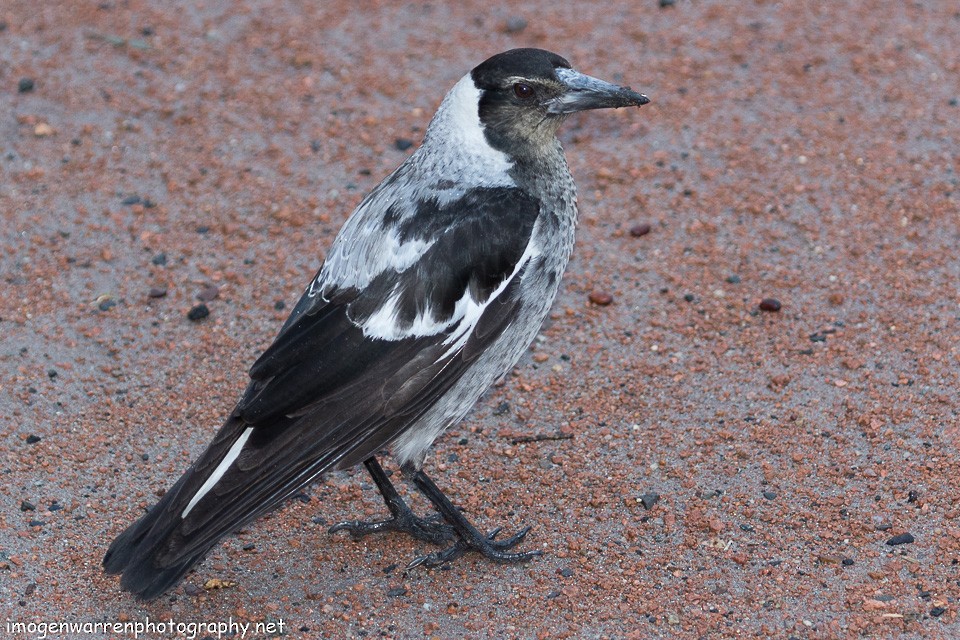 Australian Magpie - Imogen Warren