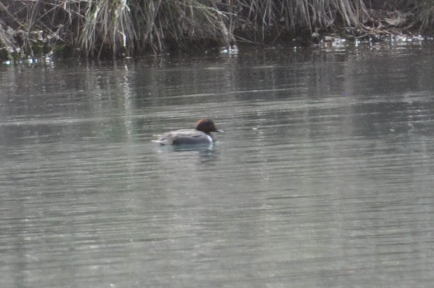 Green-winged Teal - ML118962461