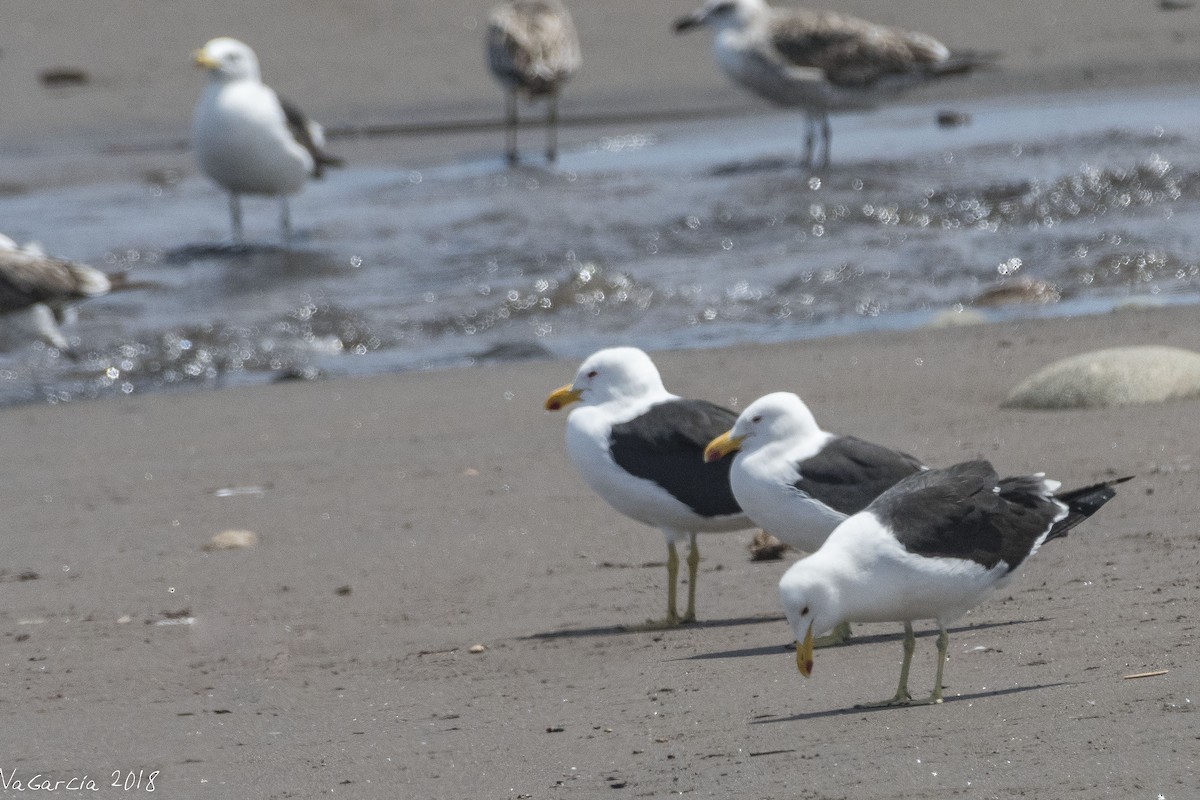 Kelp Gull - VERONICA ARAYA GARCIA