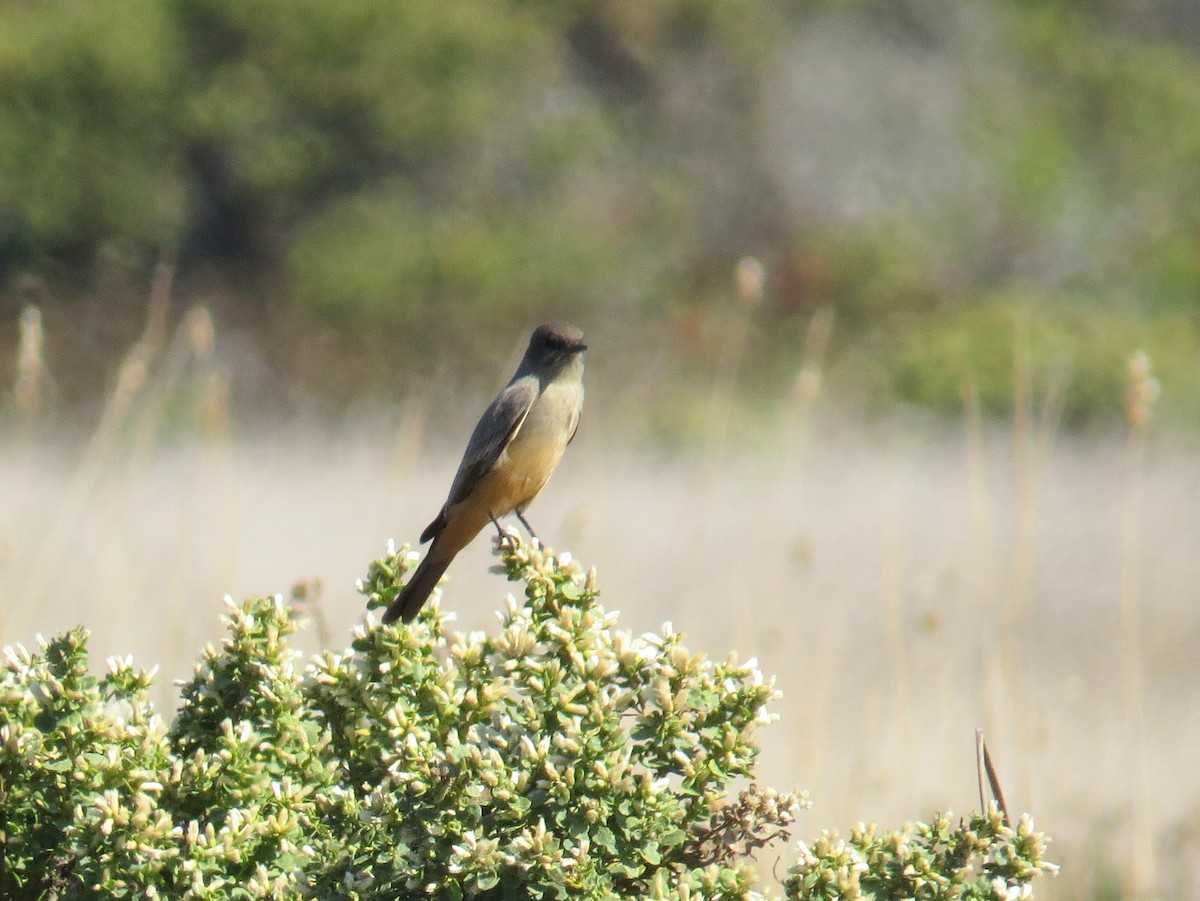 Mosquero Llanero - ML118963391