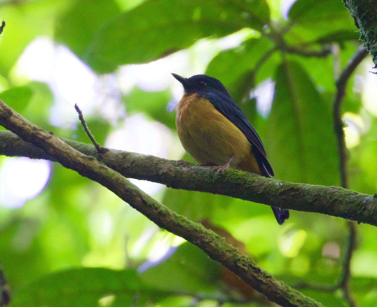 Sulawesi Blue Flycatcher - ML118963781