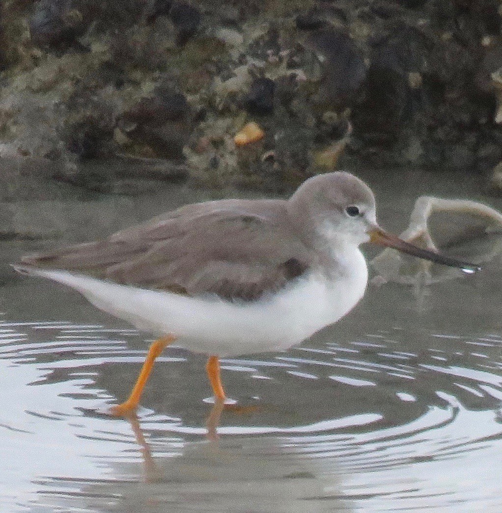 Terek Sandpiper - Brian James