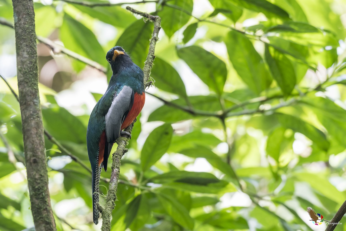 Lattice-tailed Trogon - Fernando Burgalin Sequeria