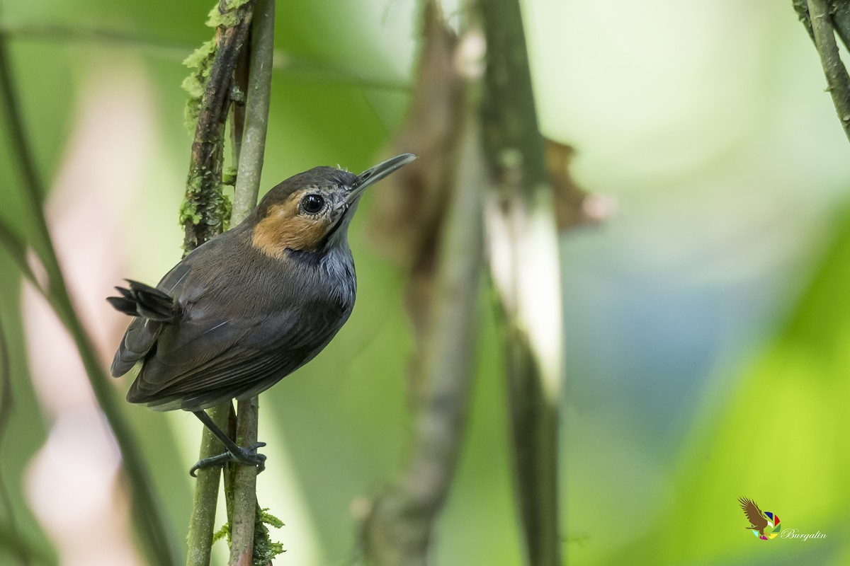 Tawny-faced Gnatwren - Fernando Burgalin Sequeria