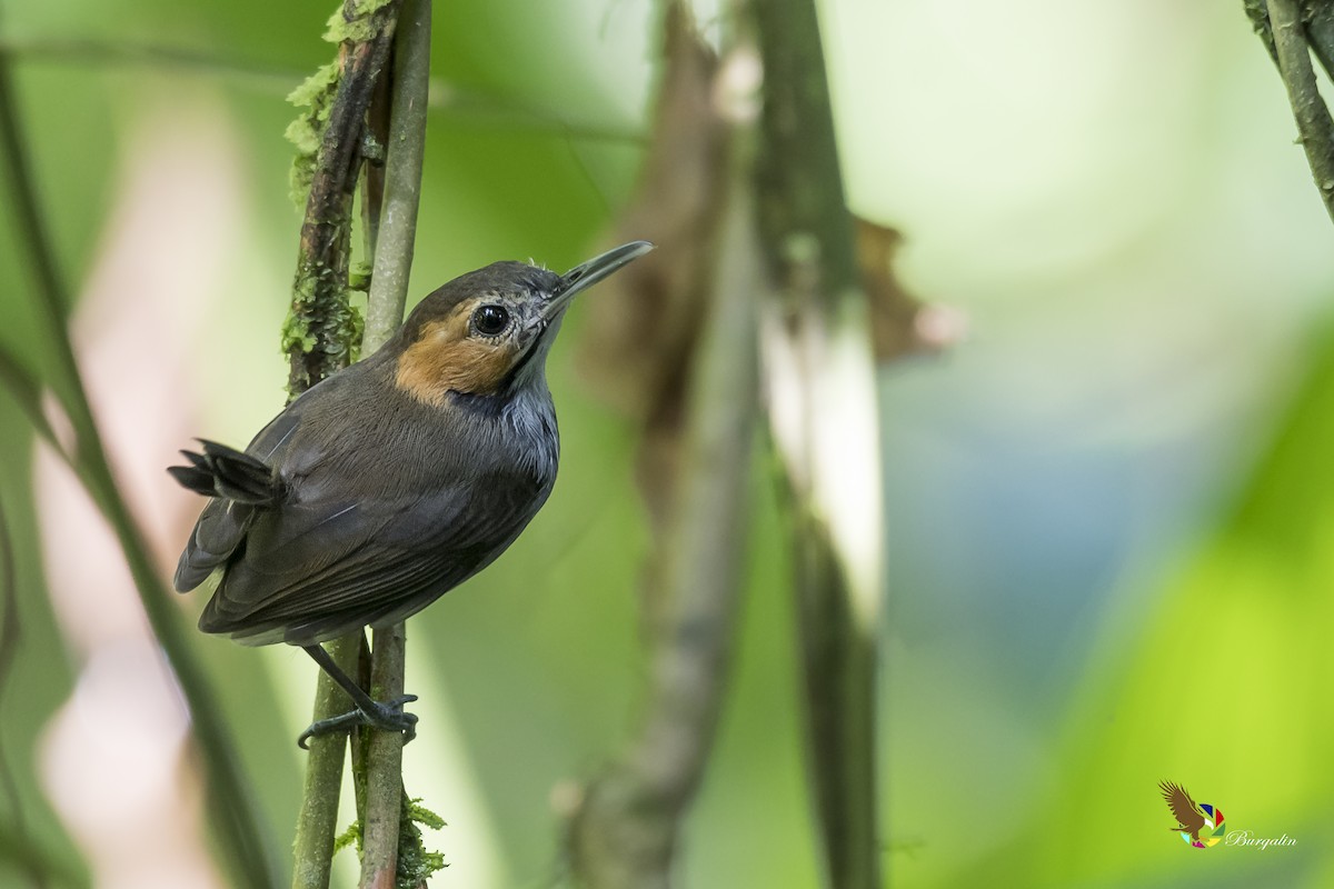 Tawny-faced Gnatwren - fernando Burgalin Sequeria