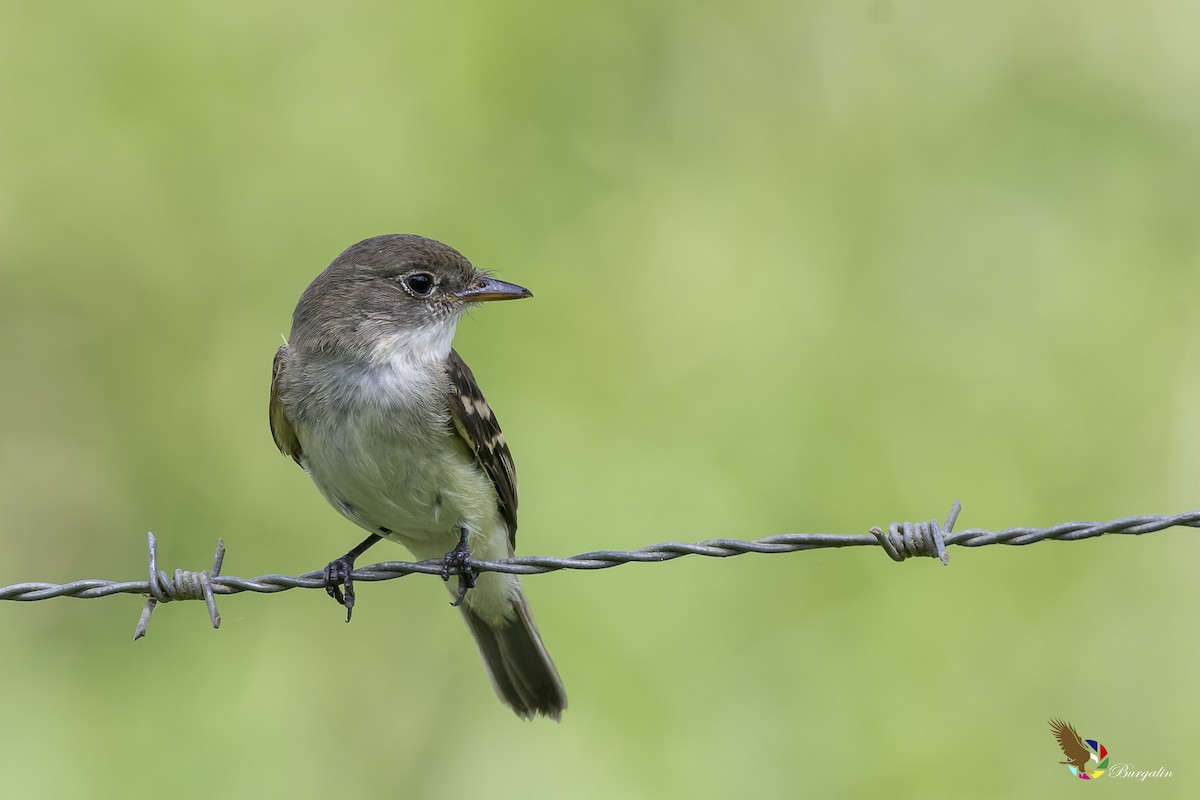 Alder Flycatcher - ML118967511