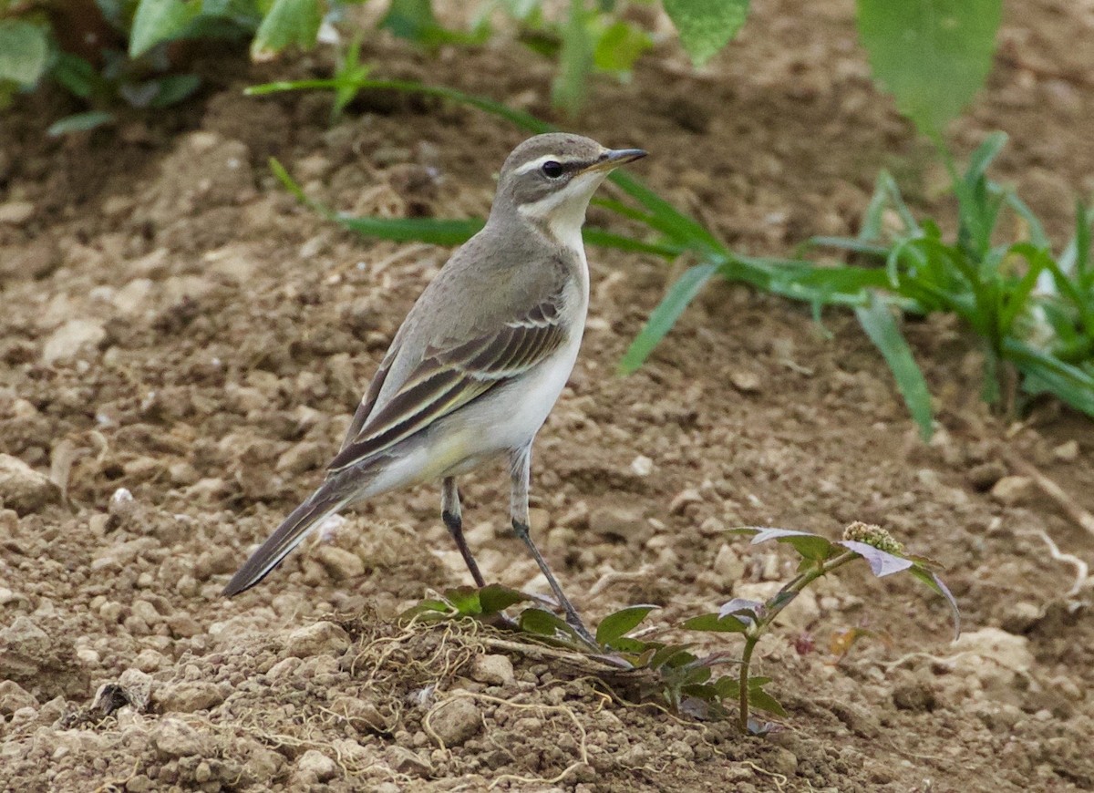 Eastern Yellow Wagtail - Scott Baker