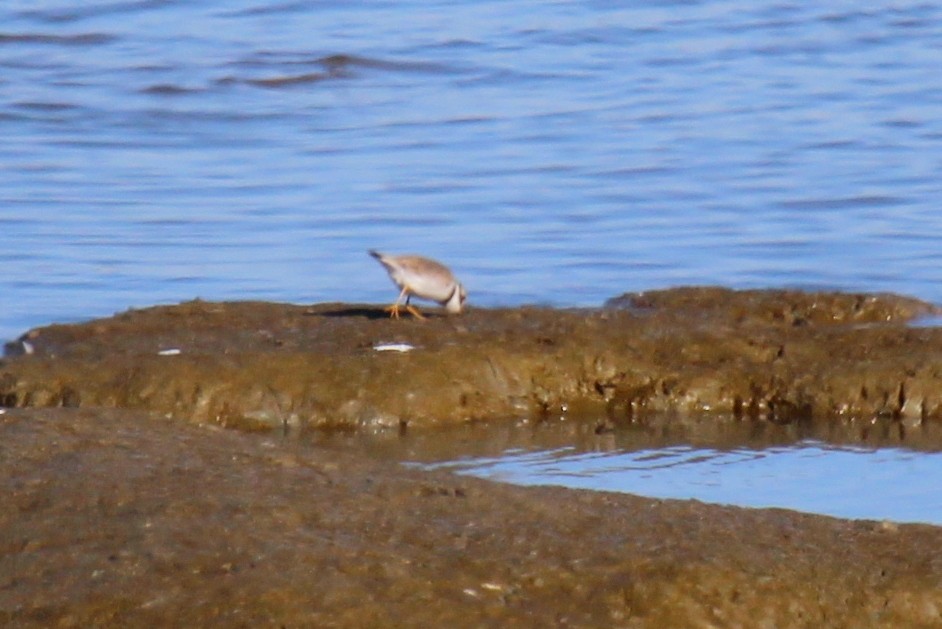Semipalmated Plover - ML118969461