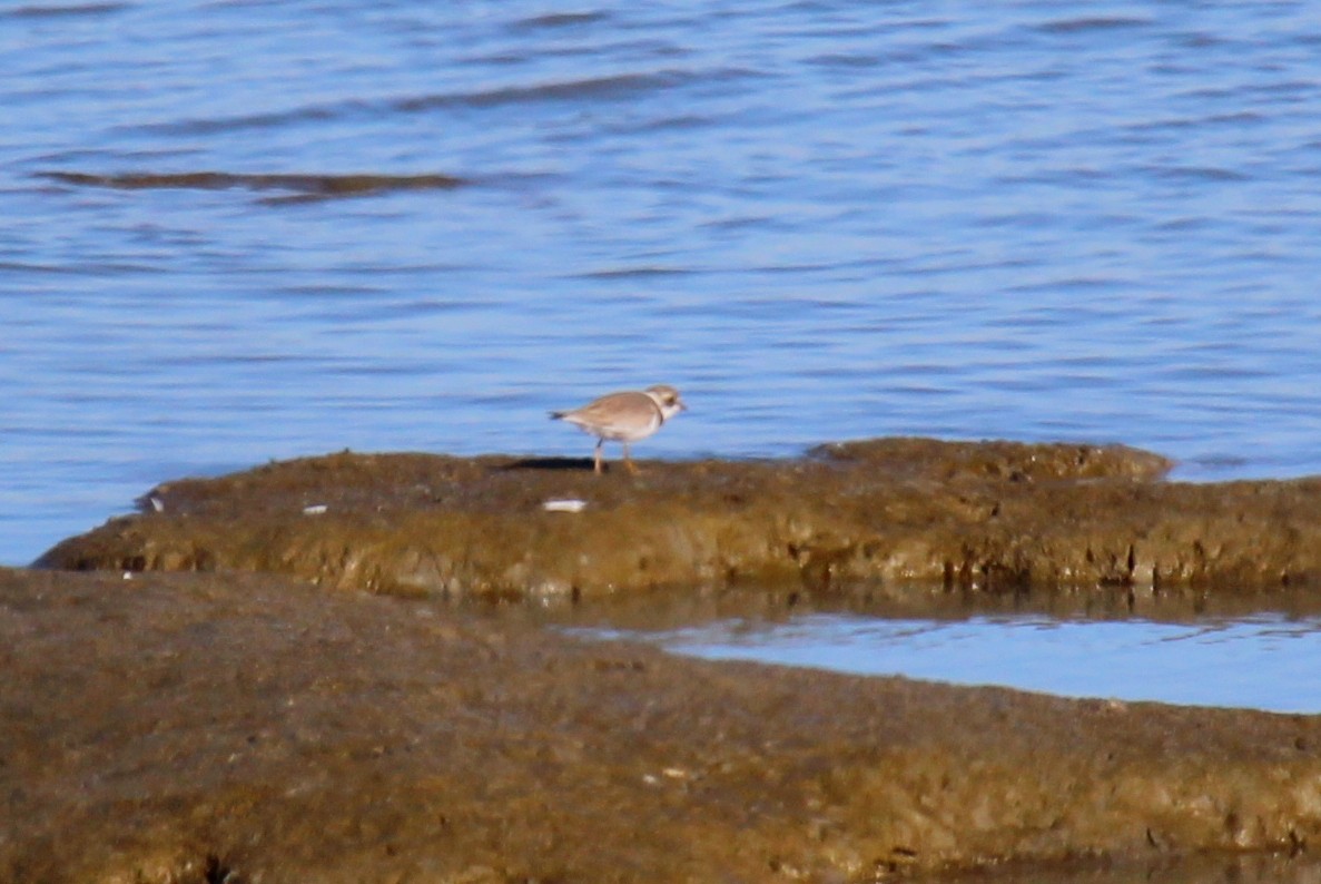 Semipalmated Plover - ML118969481