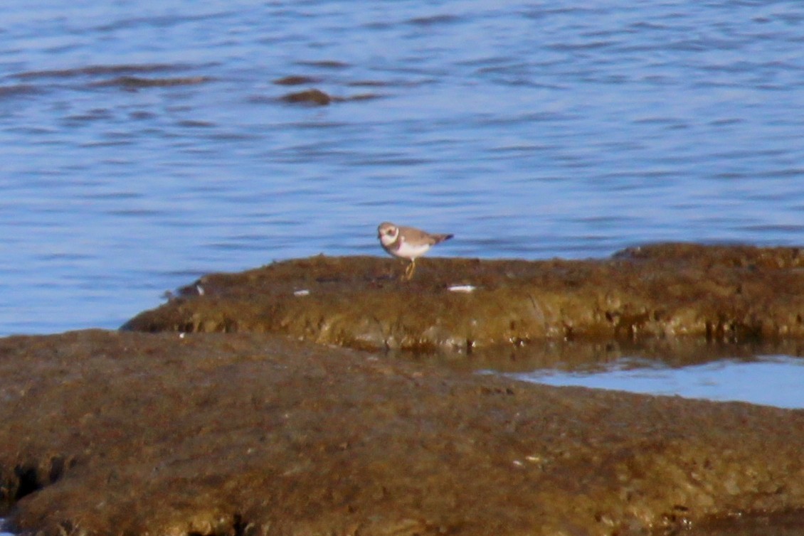 Semipalmated Plover - ML118969491