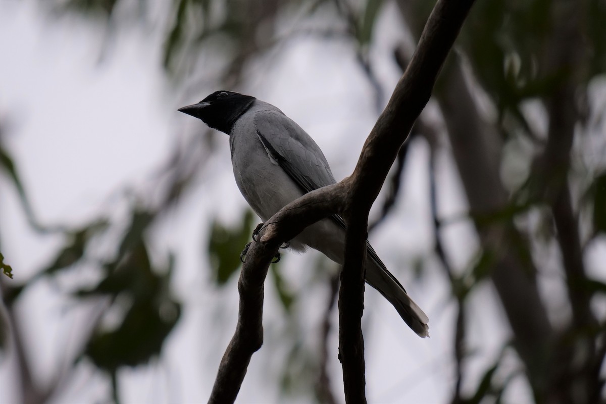 Black-faced Cuckooshrike - ML118970361