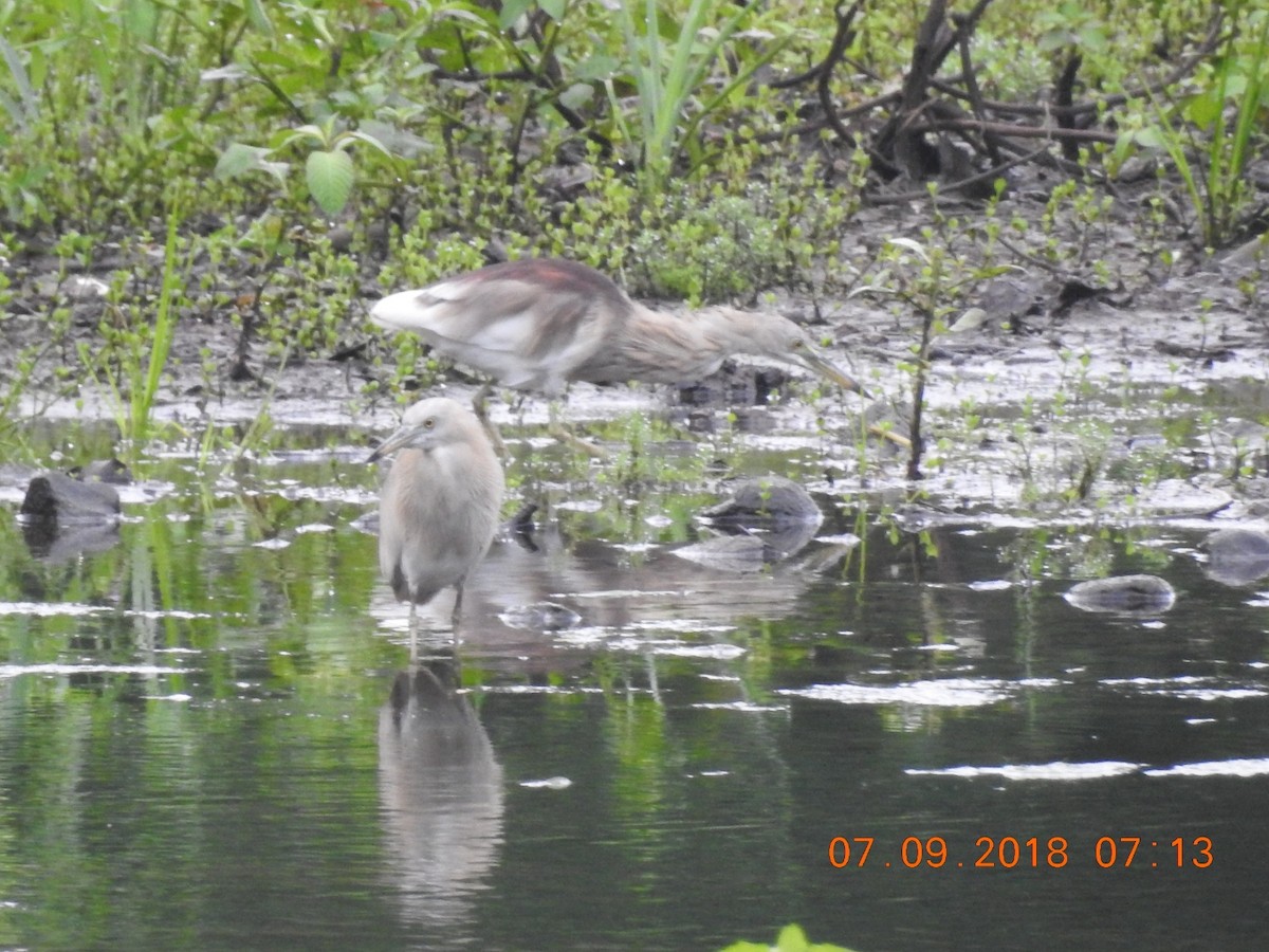 Indian Pond-Heron - ML118970881