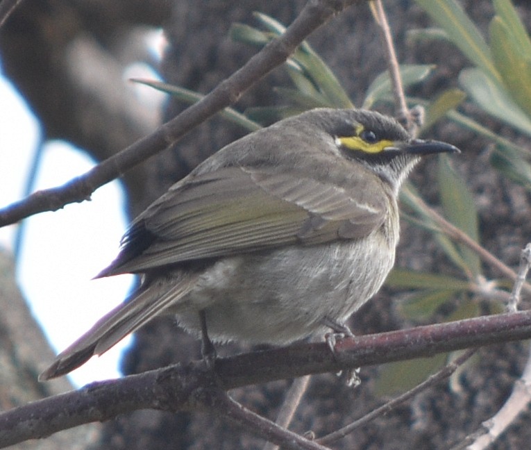 Yellow-faced Honeyeater - ML118971301