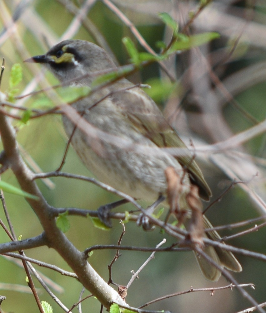 Yellow-faced Honeyeater - ML118972131