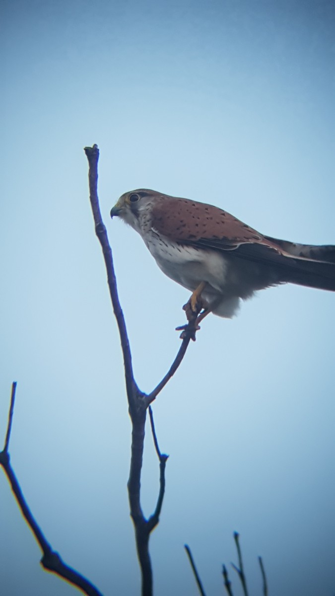 Nankeen Kestrel - ML118972681