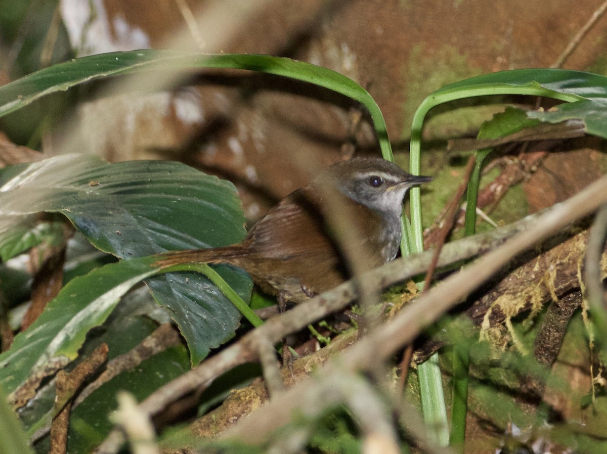 Sulawesi Bush Warbler - ML118972831