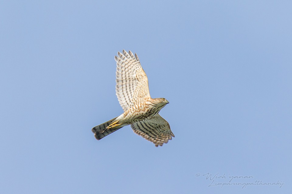 Japanese Sparrowhawk - ML118973471