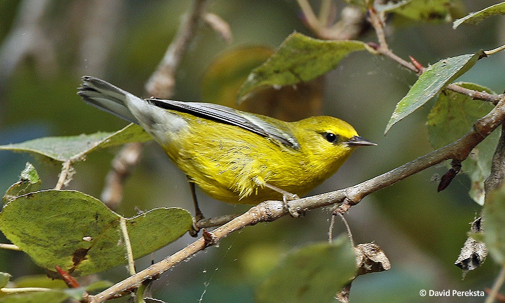 Blue-winged Warbler - David Pereksta