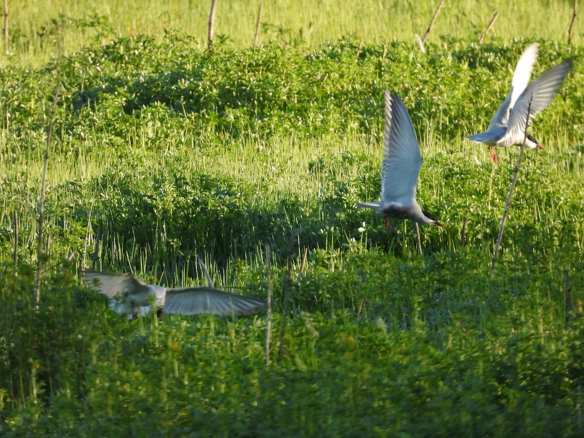 Whiskered Tern - Jeffrey Crawley