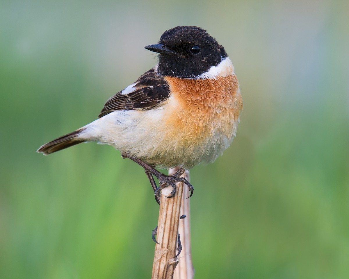 Siberian Stonechat - ML118977081