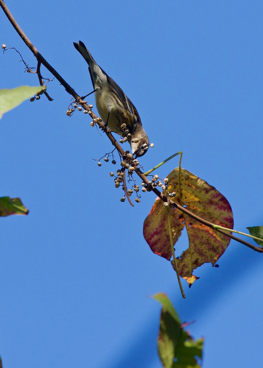 Yellow-rumped Warbler (Myrtle) - ML118979131
