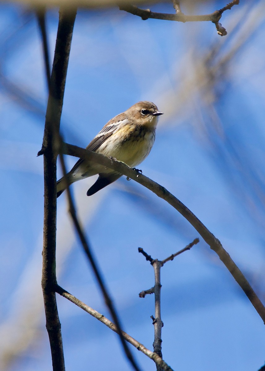 Yellow-rumped Warbler (Myrtle) - ML118979141