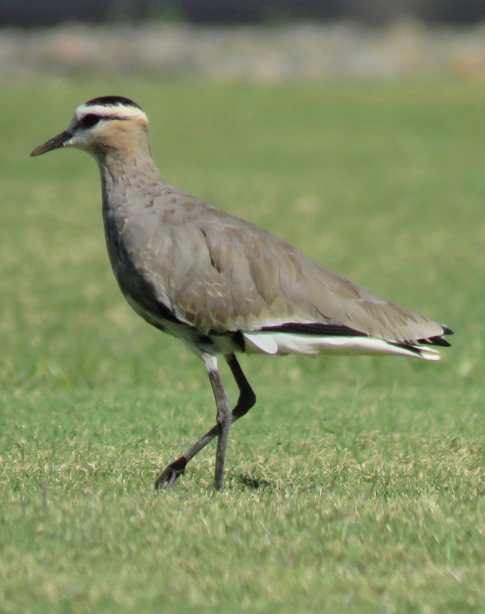 Sociable Lapwing - ML118979221