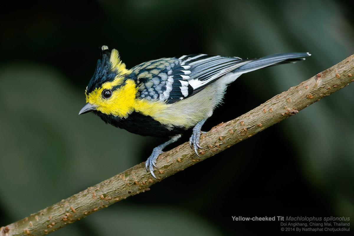 Yellow-cheeked Tit - Natthaphat Chotjuckdikul