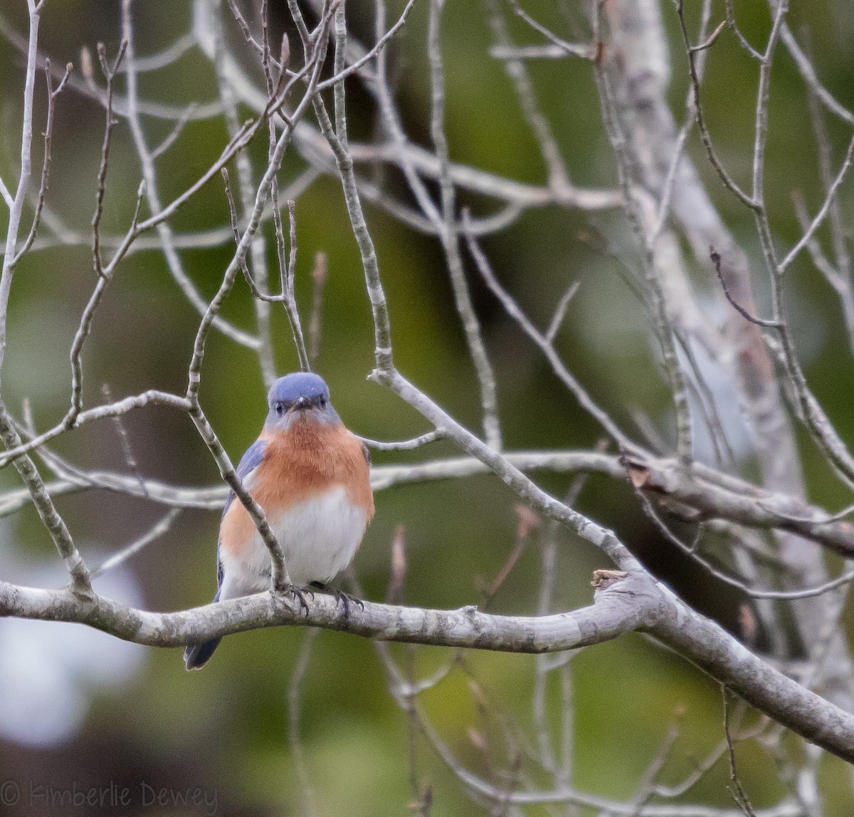 Eastern Bluebird - ML118980611