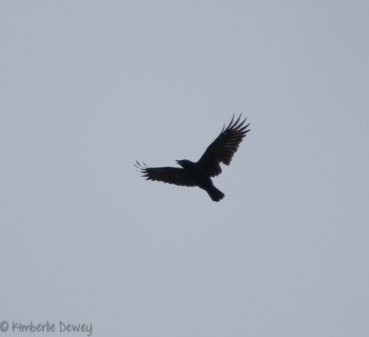 American Crow - ML118980651
