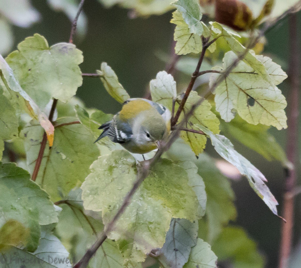 Northern Parula - ML118981051