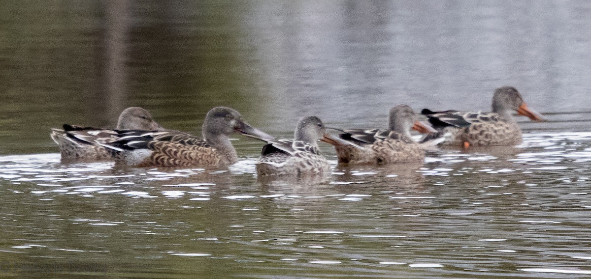 Northern Shoveler - ML118981111