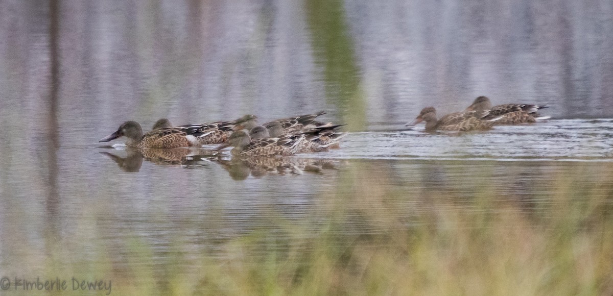 Northern Shoveler - ML118981121