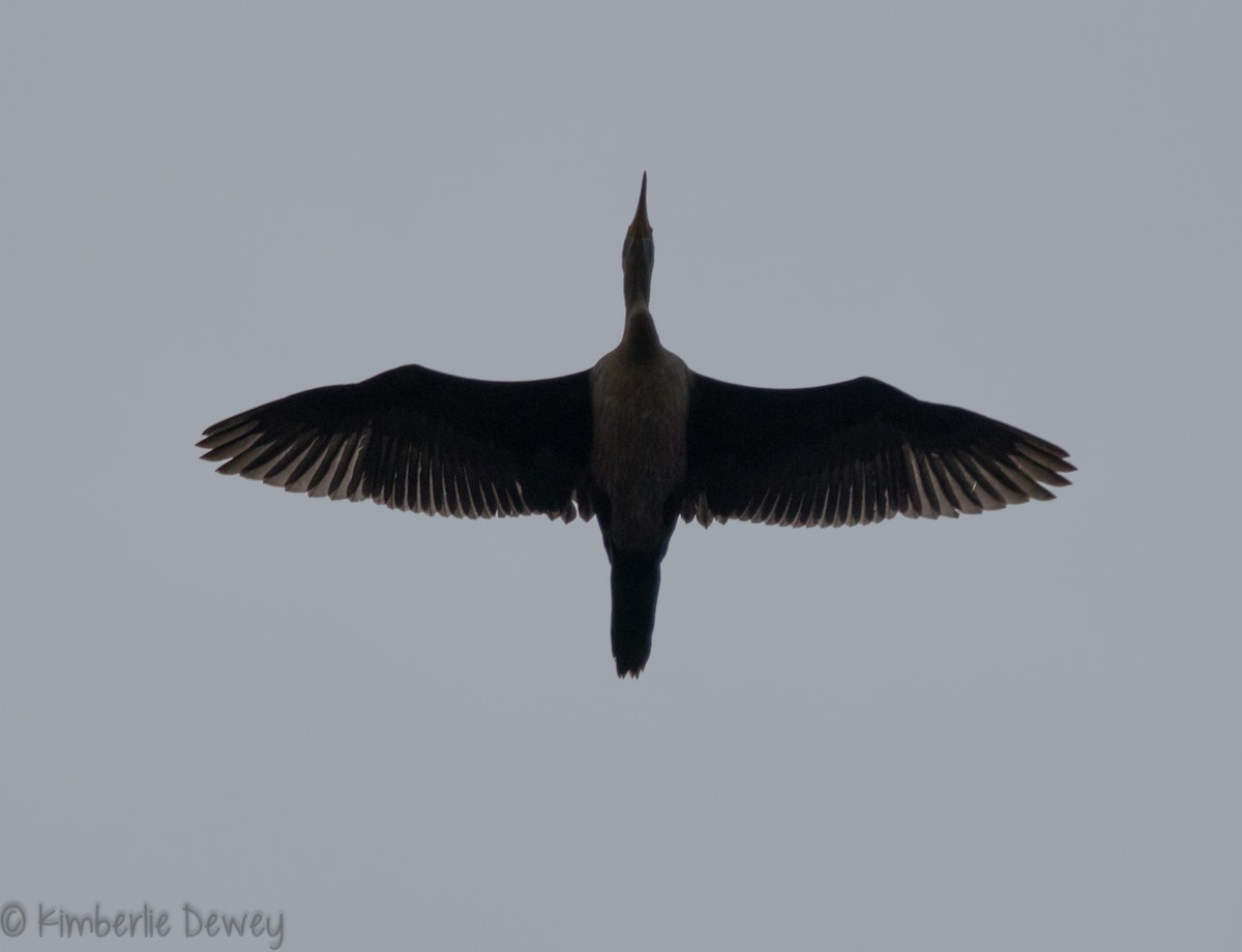 Double-crested Cormorant - ML118981711