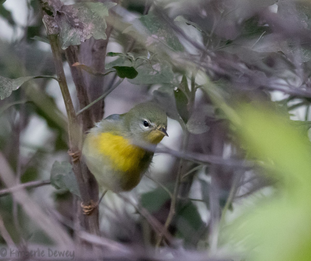 Northern Parula - ML118981841