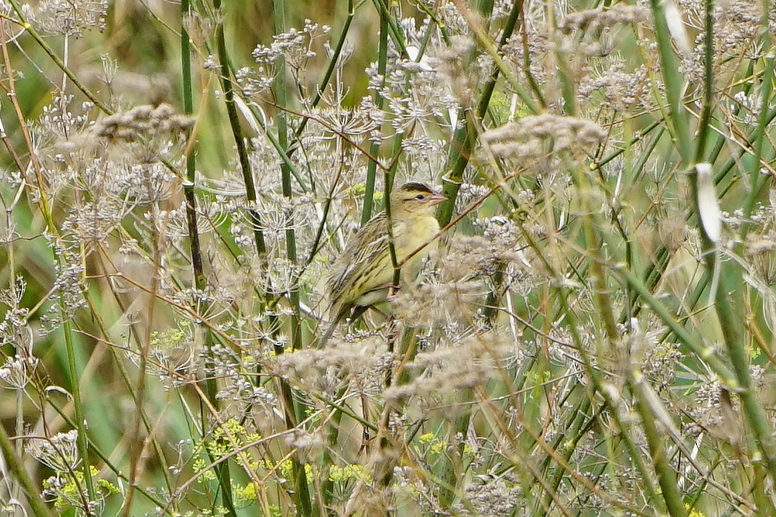 Bobolink - ML118983431