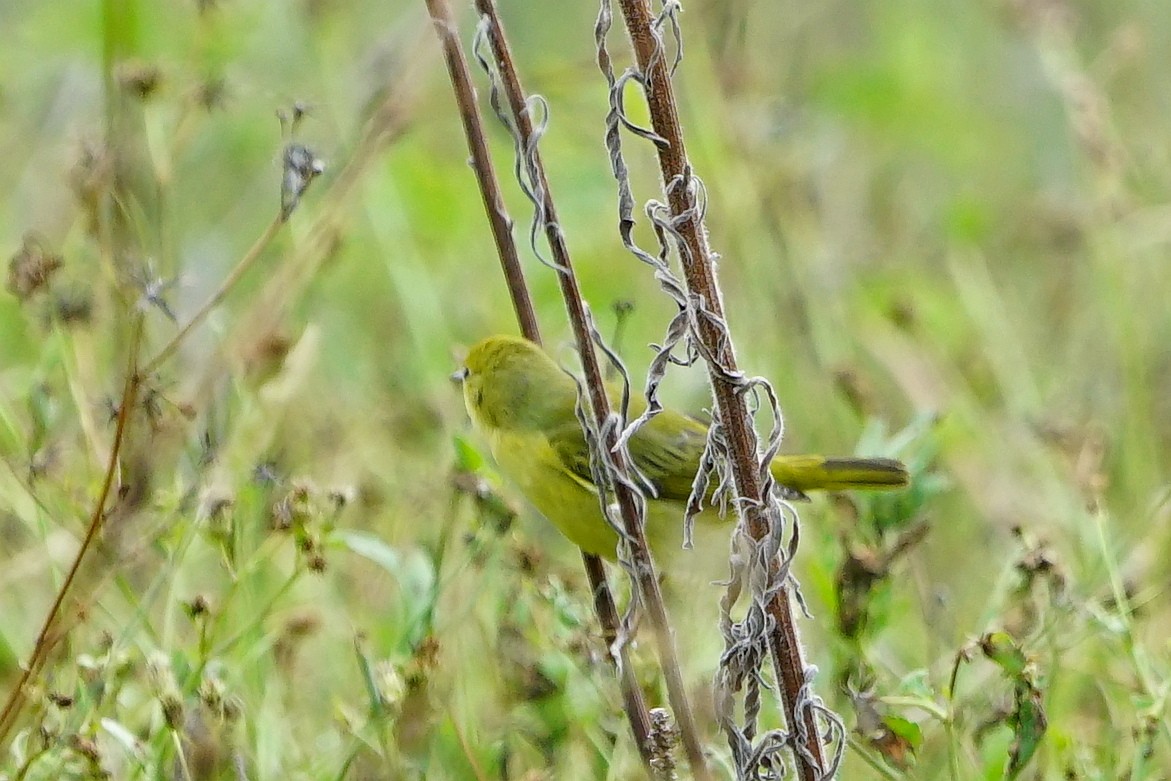 Scarlet Tanager - Erich Hetzel