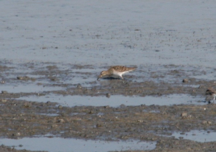 Graubrust-Strandläufer - ML118984091