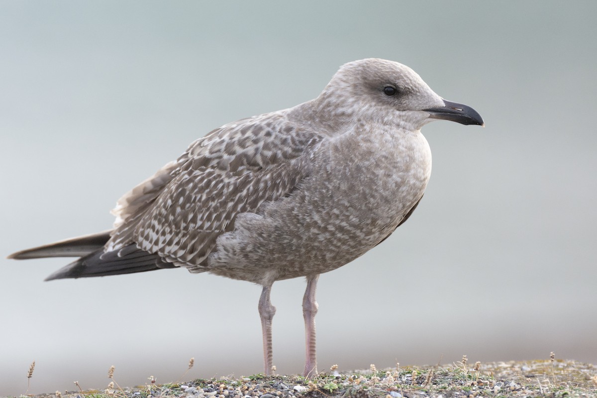 Herring Gull (European) - Peter Wijnsouw