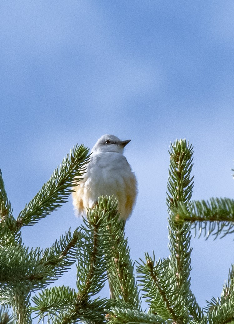 Scissor-tailed Flycatcher - Alan Schroeder