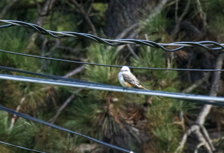 Scissor-tailed Flycatcher - ML118985351