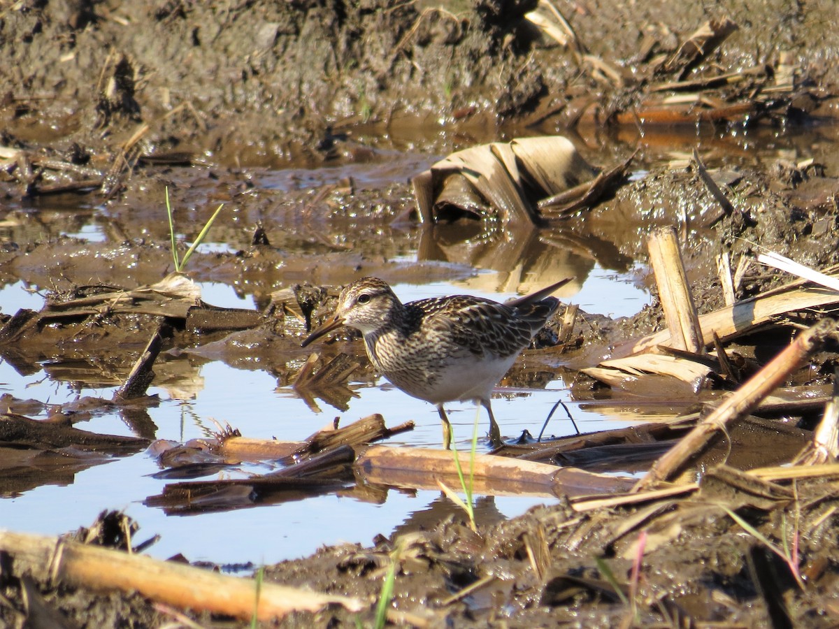 Pectoral Sandpiper - ML118986501