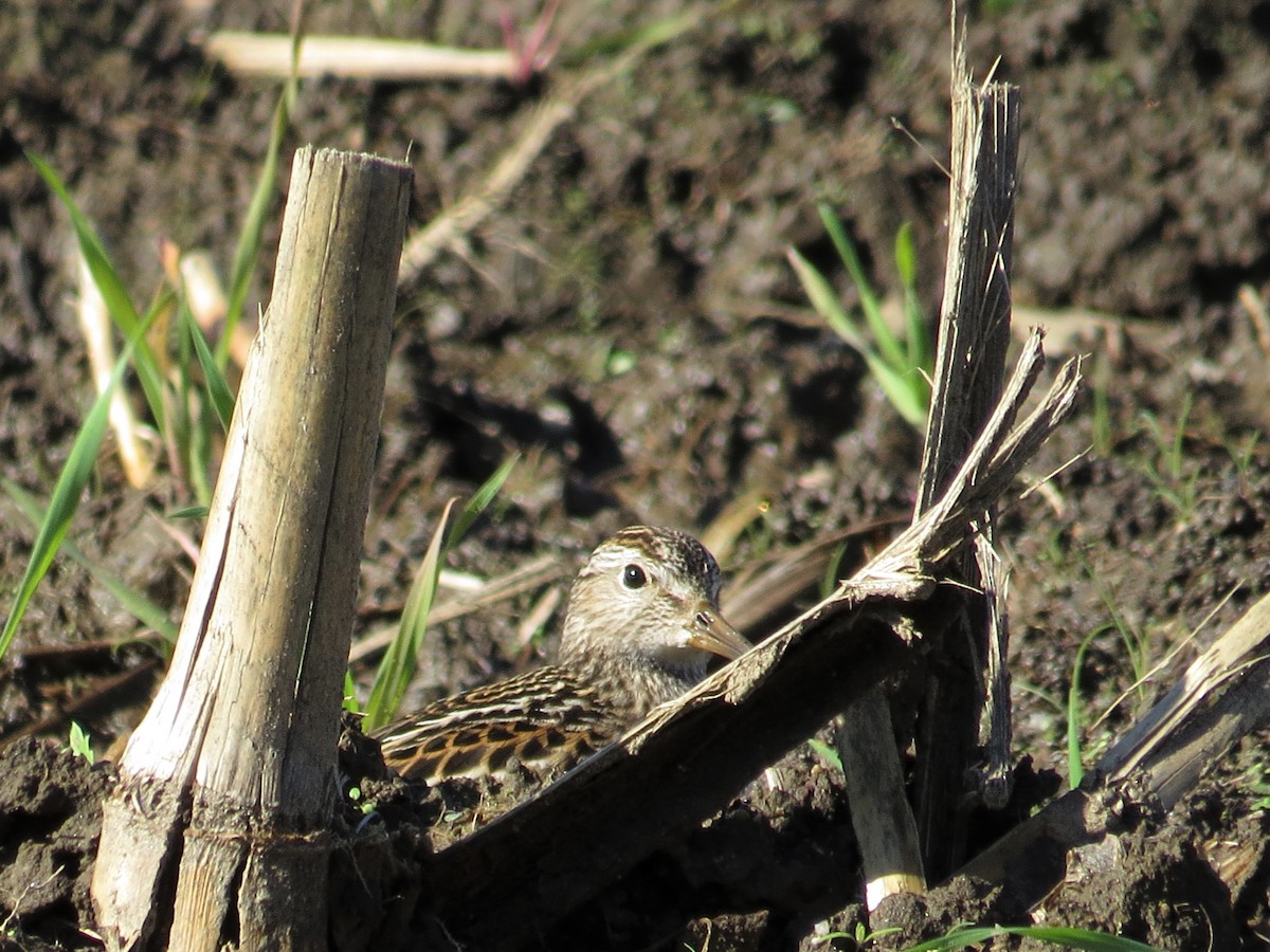 Pectoral Sandpiper - ML118986511