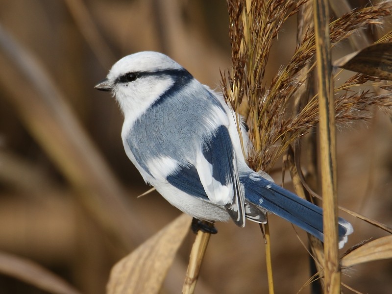 Azure Tit - Pavel Parkhaev