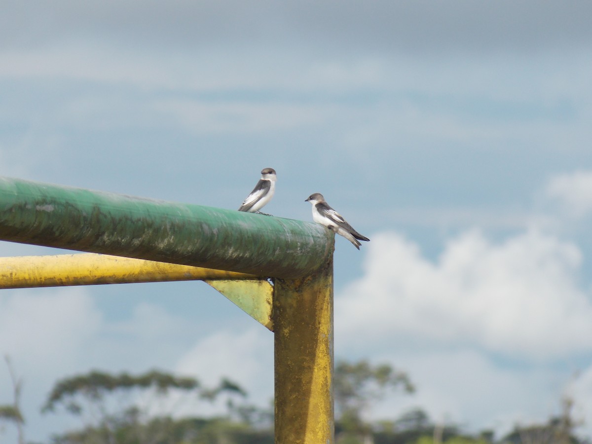 White-winged Swallow - Carlos Proaño