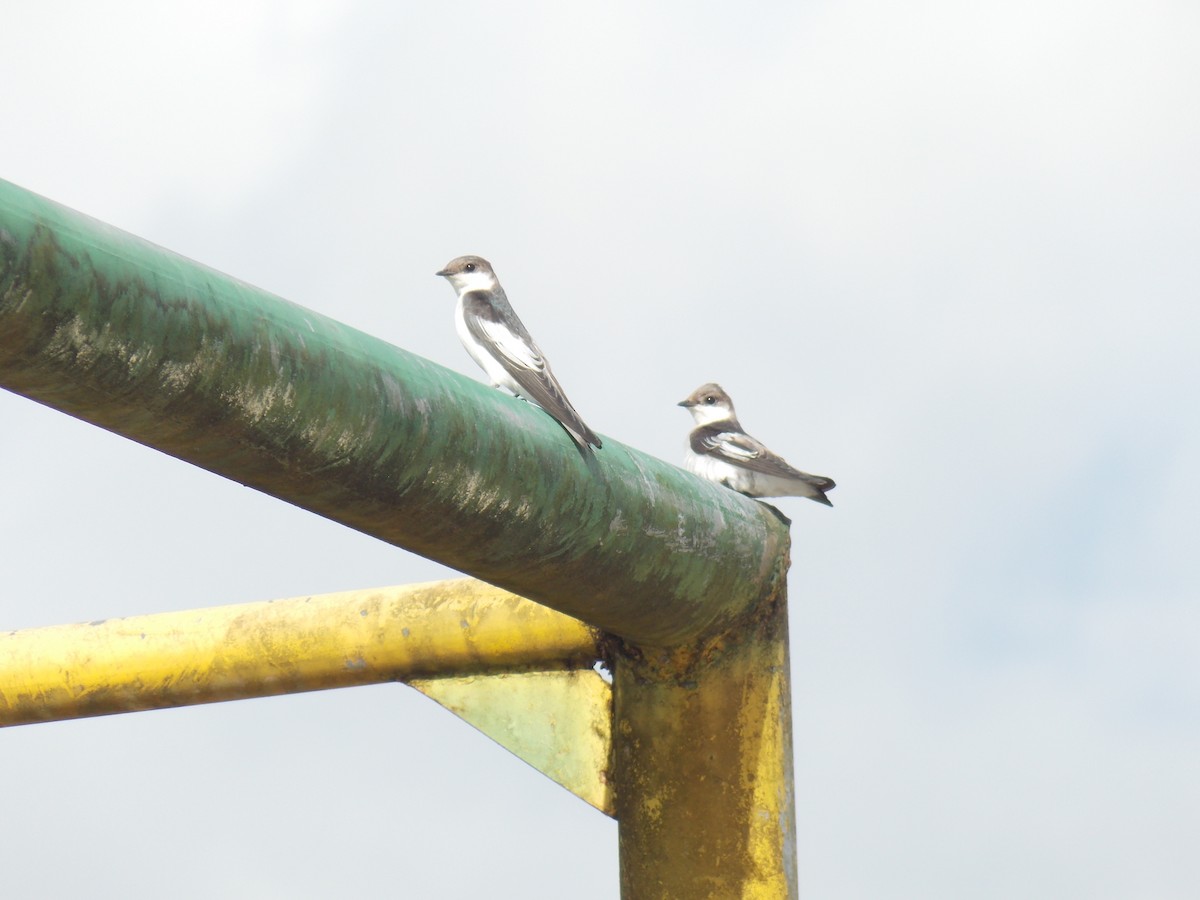 White-winged Swallow - ML118989761