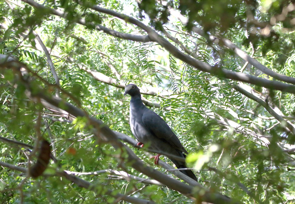 White-crowned Pigeon - ML118990781