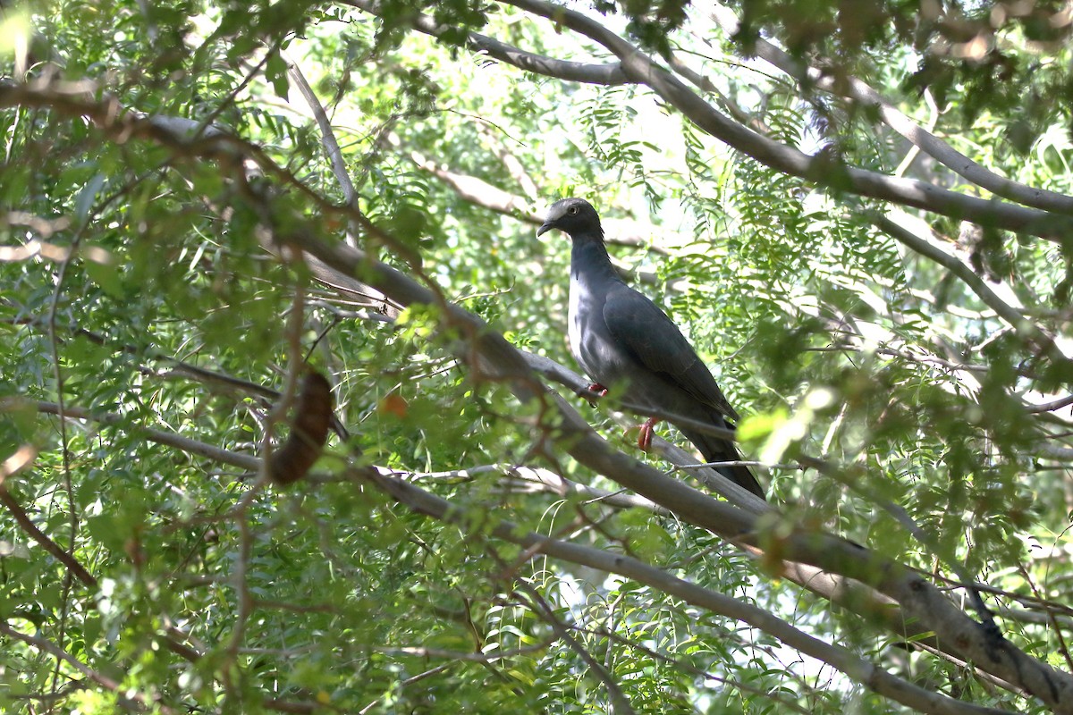 Pigeon à couronne blanche - ML118990791